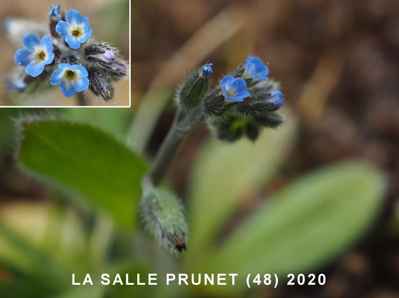 Forget-me-not, Early flower